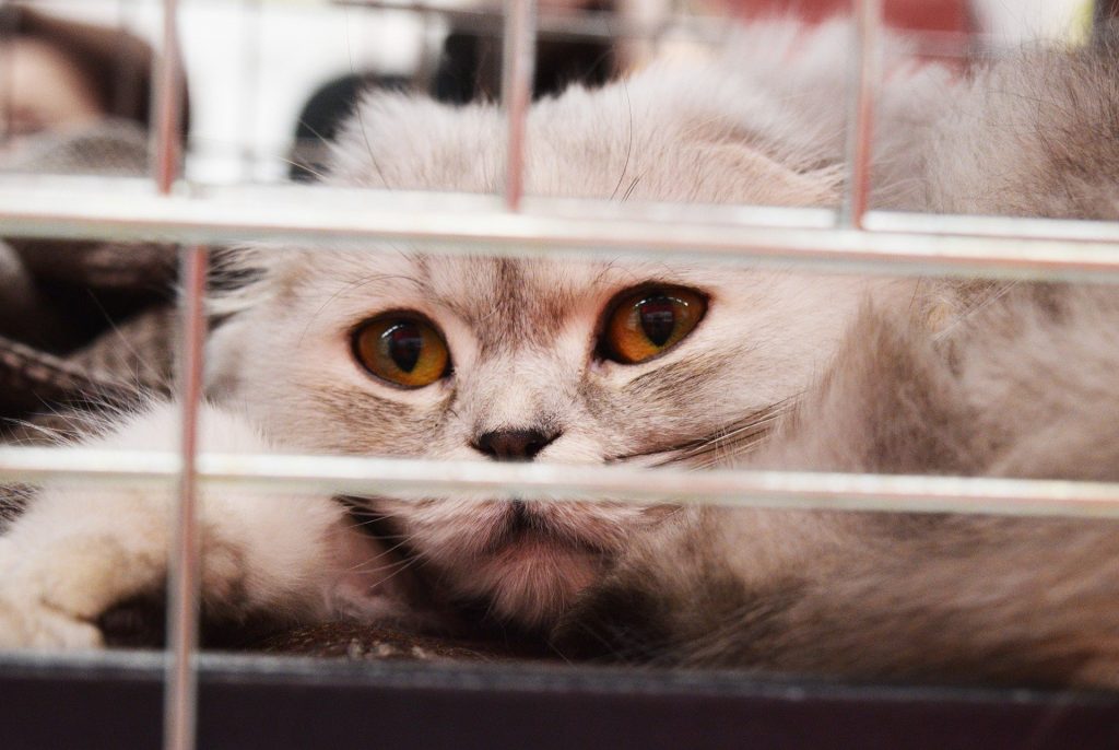 Adopter un animal pendant le confinement : ce qu’il faut savoir