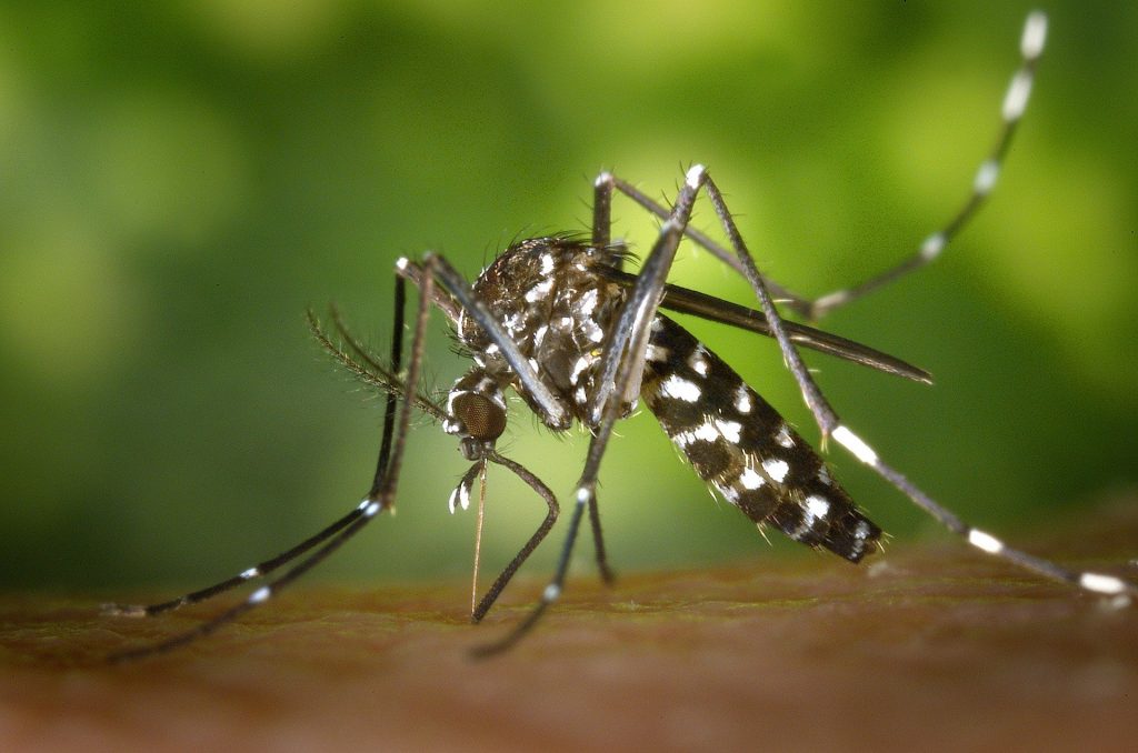 Un cas de dengue, chykungunya ou zika à Castres