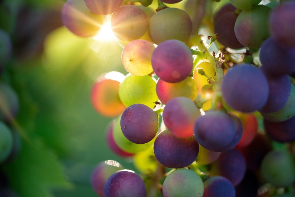 La cure de raisin : ça vous dit quelque chose ?