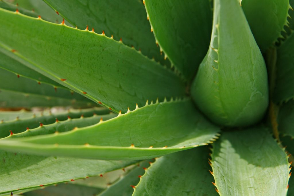 Les bienfaits de l’Aloe vera